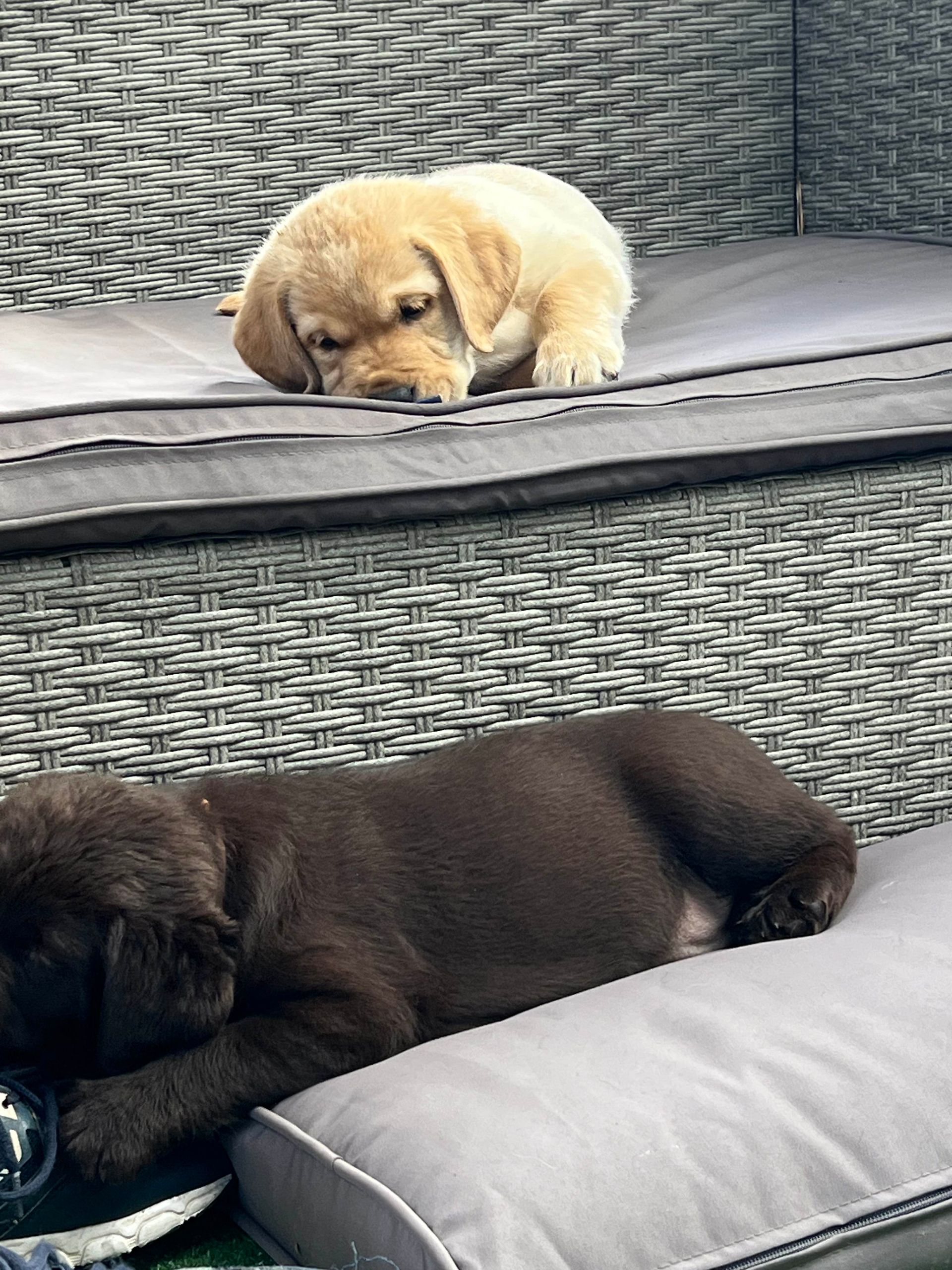 Sleeping Labradors