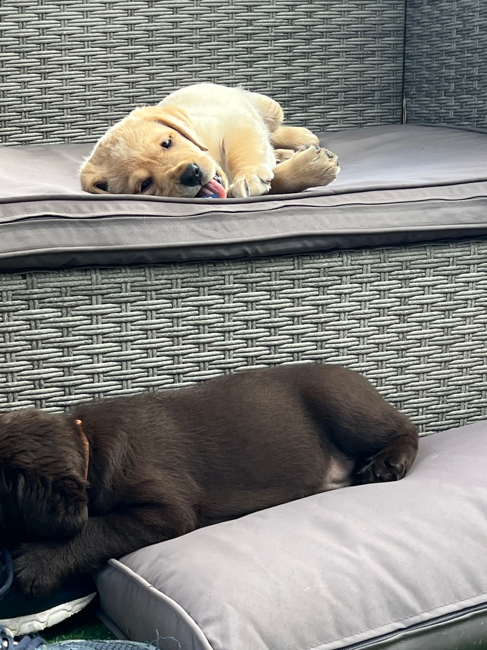 Sleeping labradors