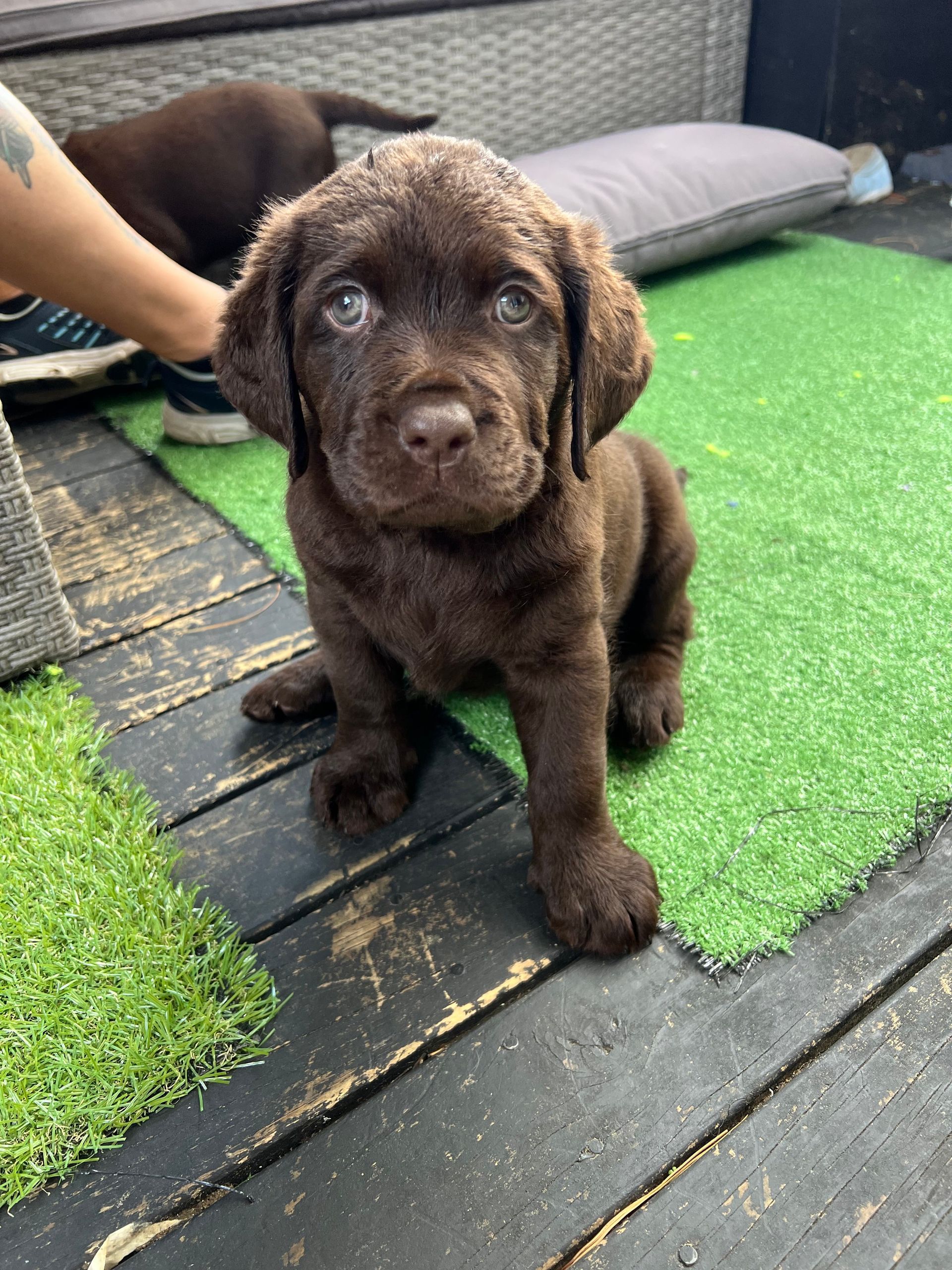 Brown labrador