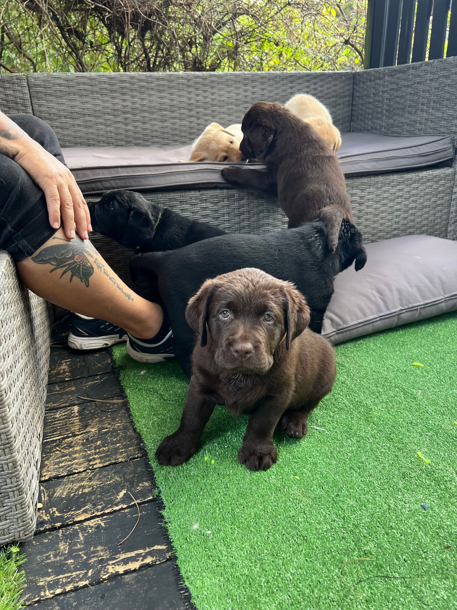 Labradors 