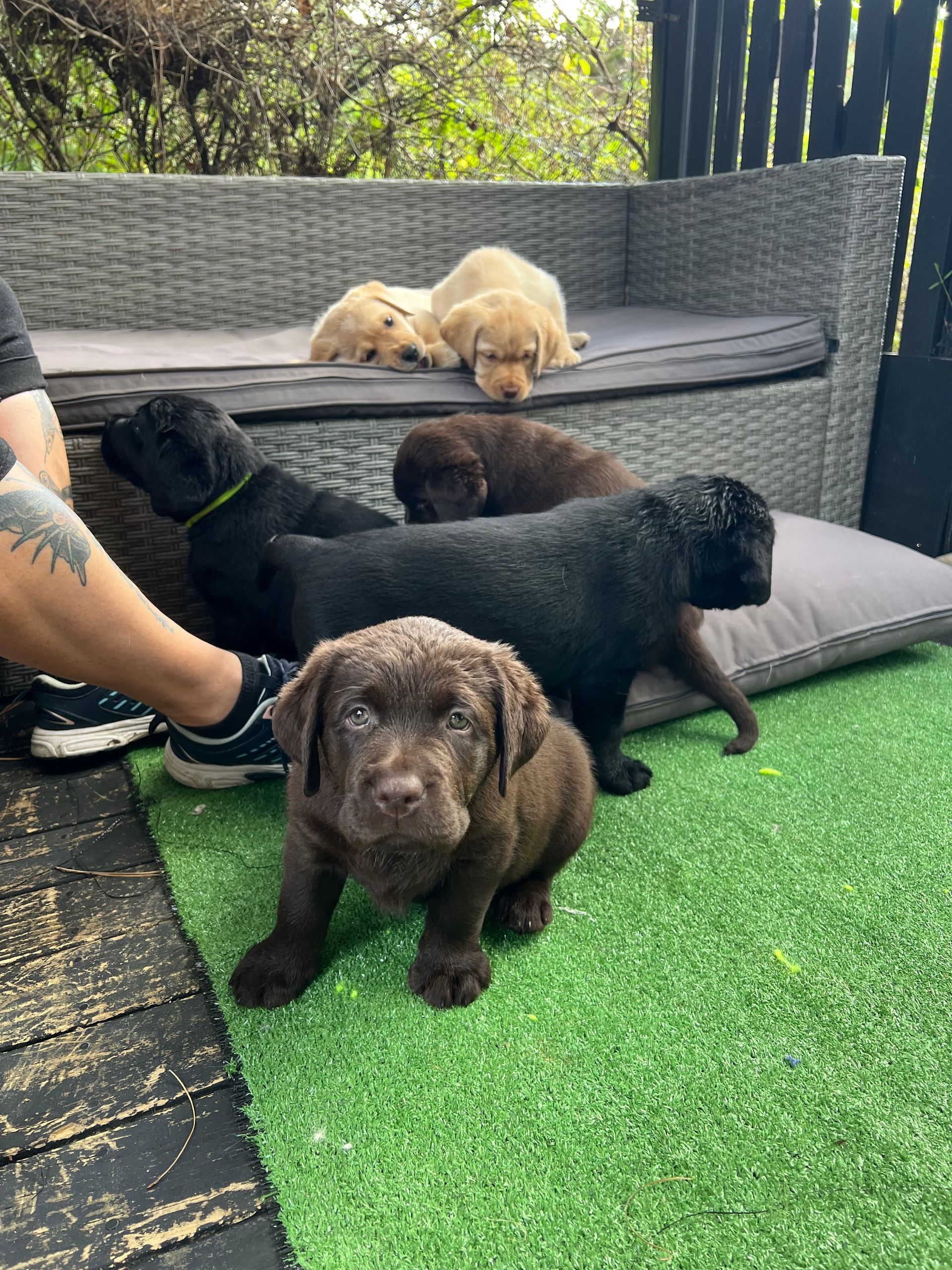 Group of labradors