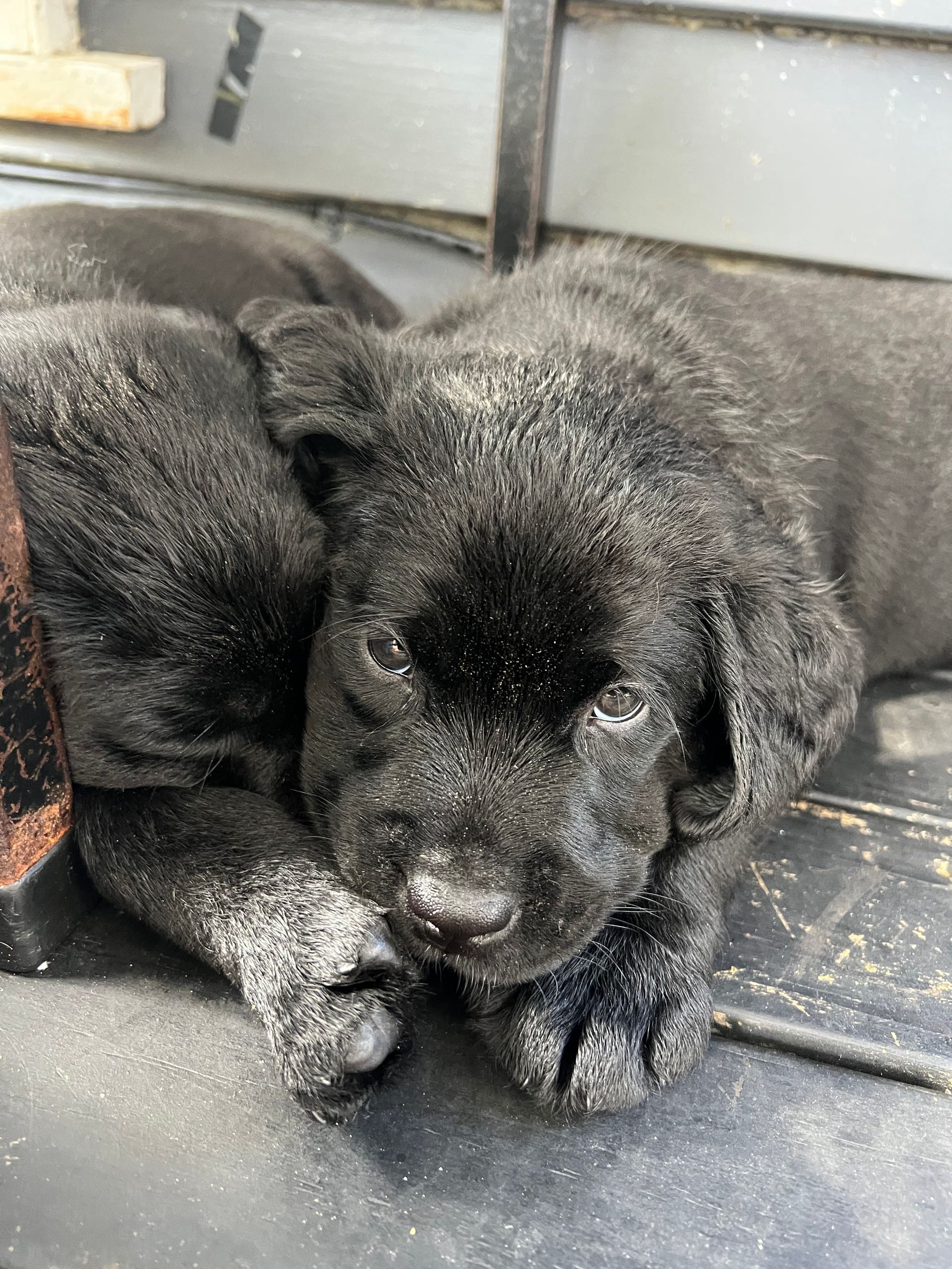 Black labradors