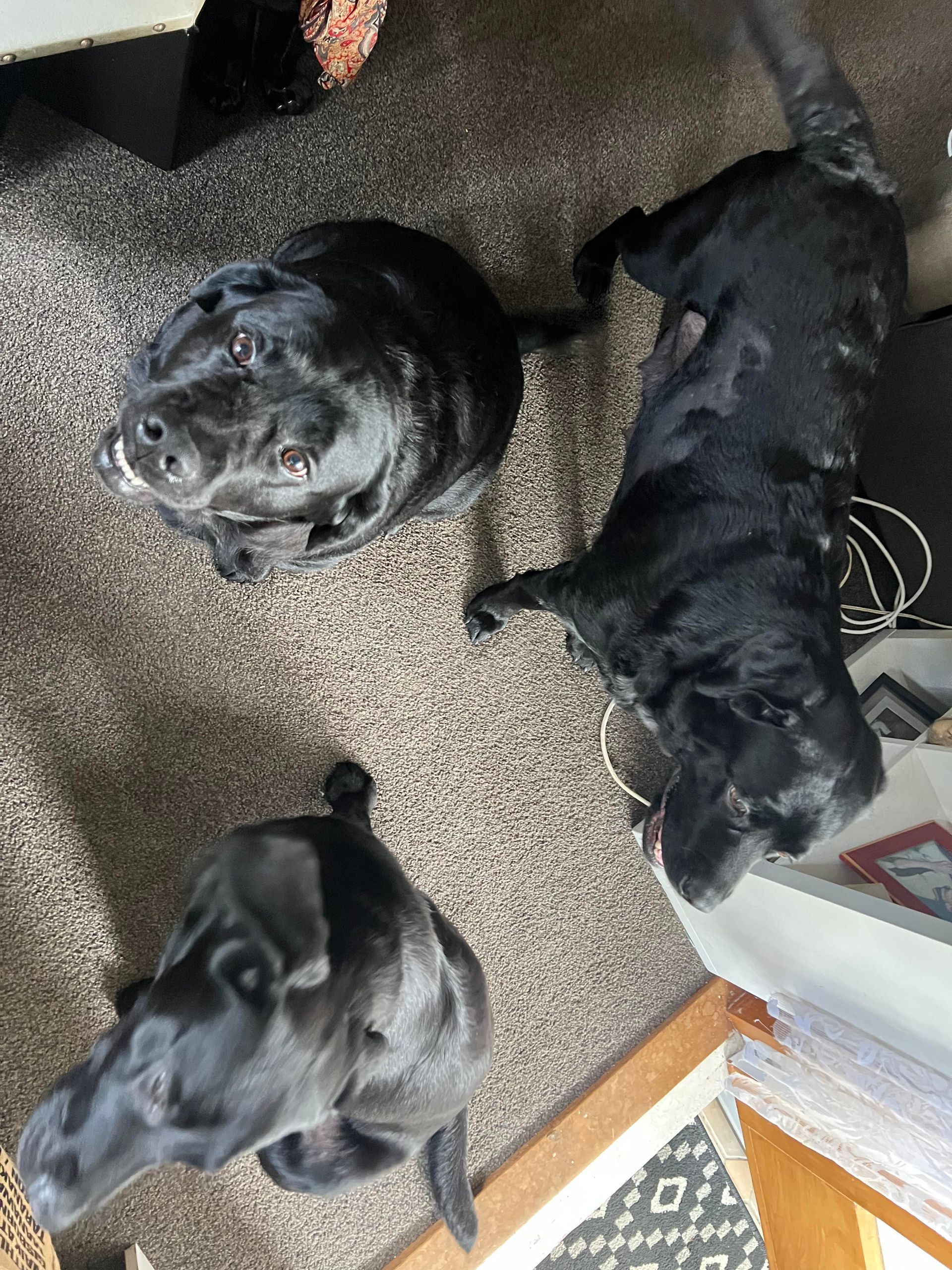 Three black labrador