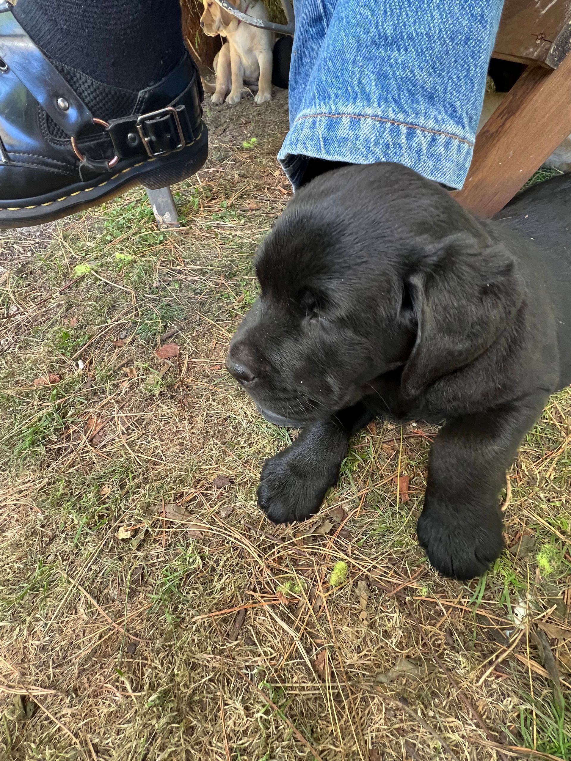 Black labrador