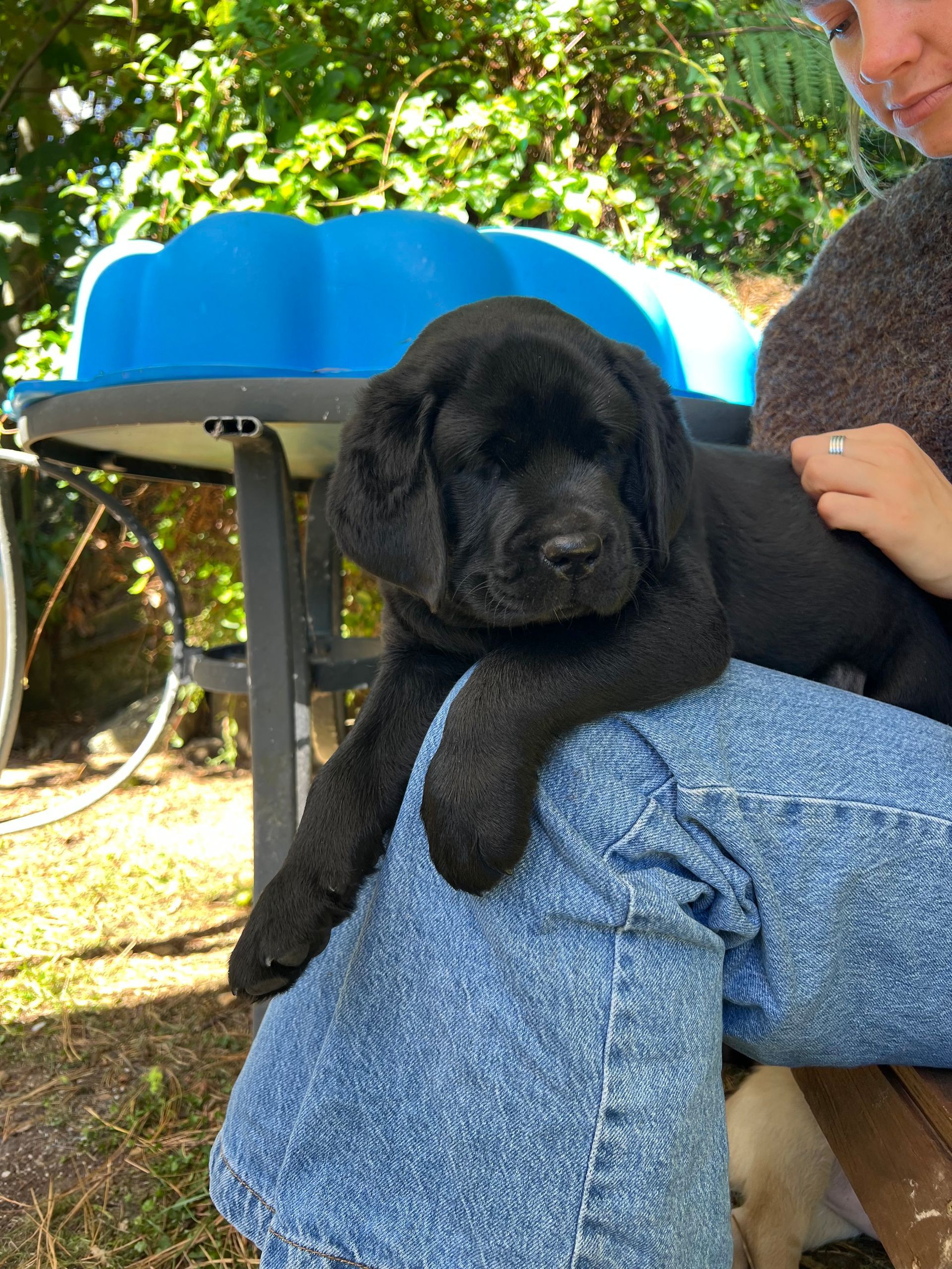 Black labrador