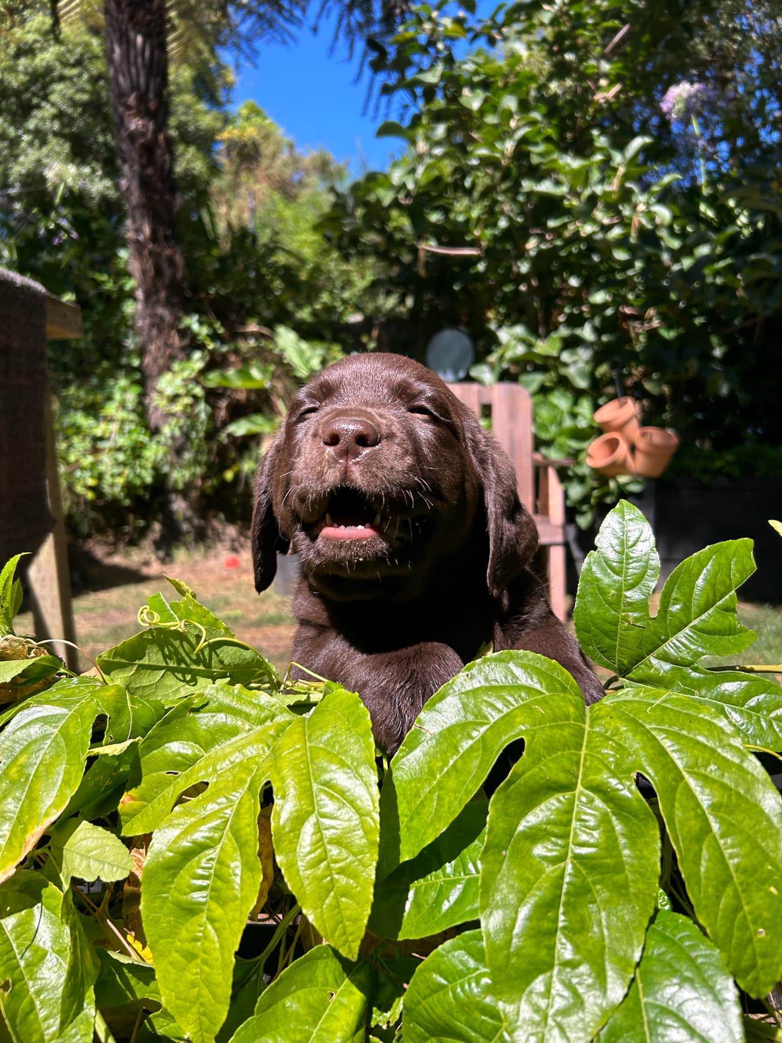 Chocolate brown dog in backyard.