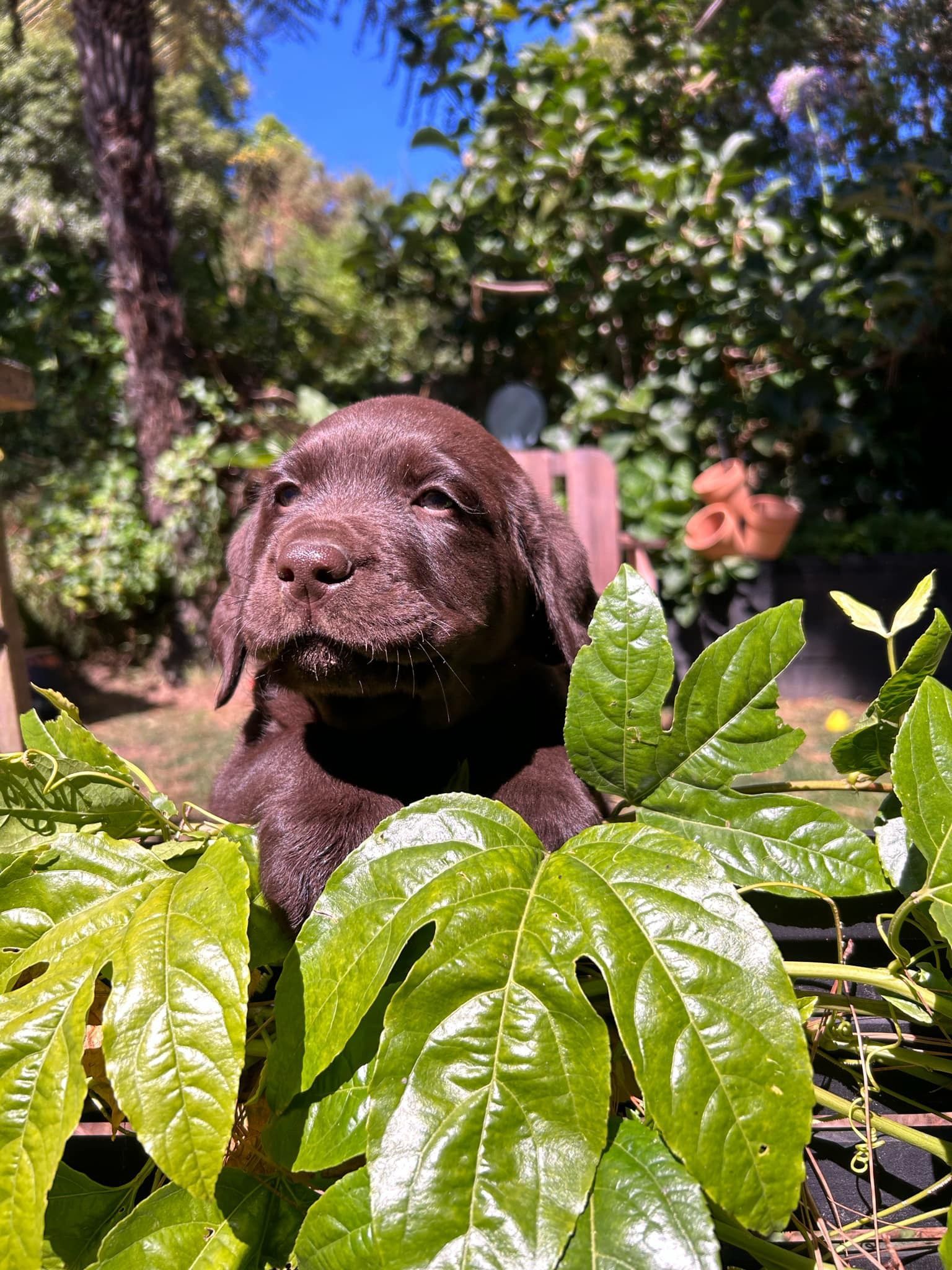Chocolate brown dog