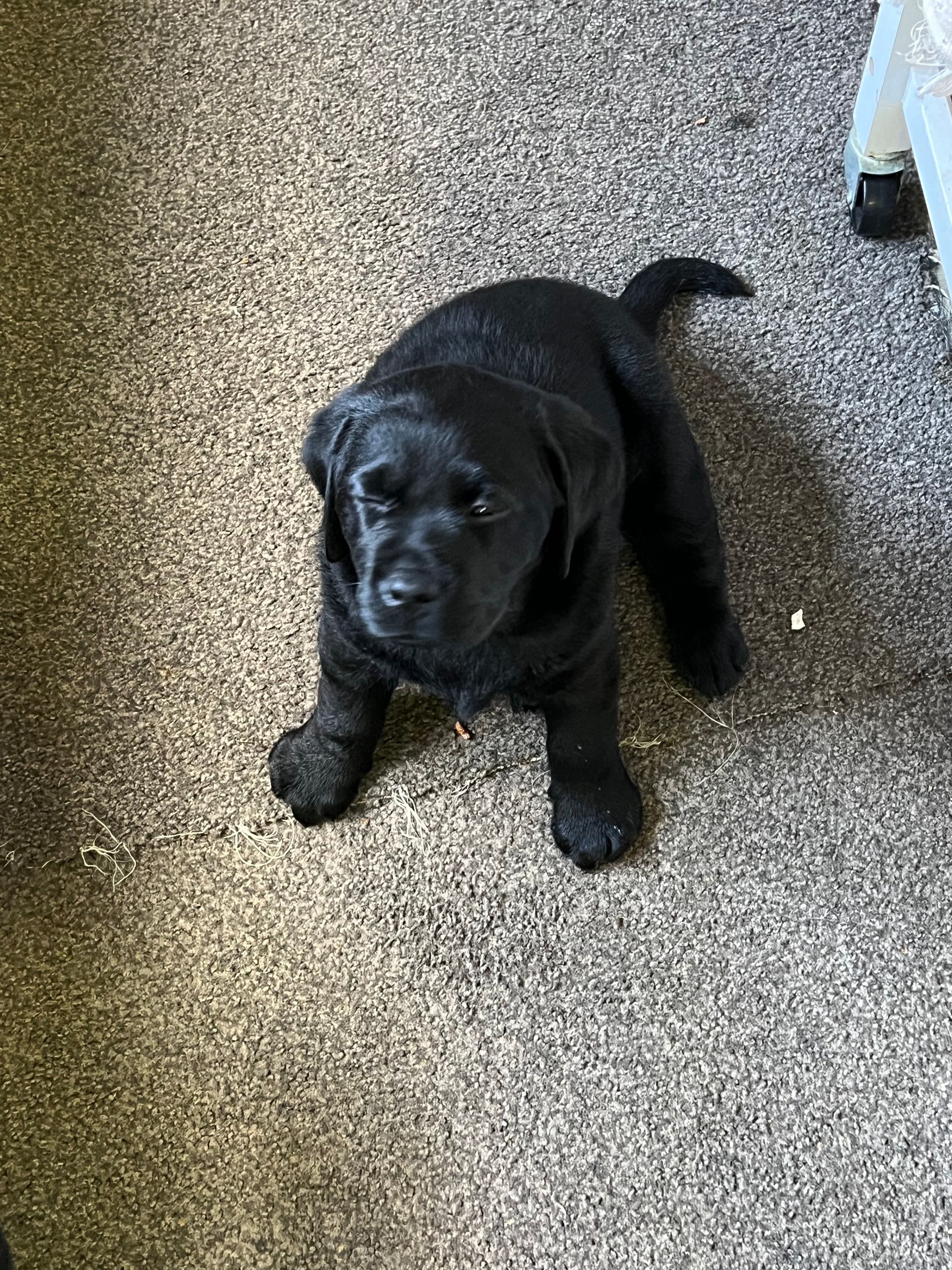 A black puppy is sitting on a carpet and looking up at the camera.
