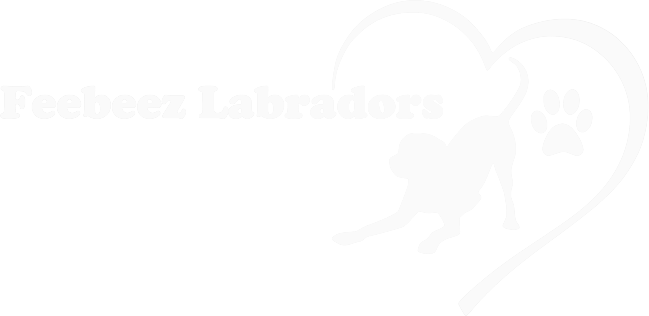 Feebeez Labradors