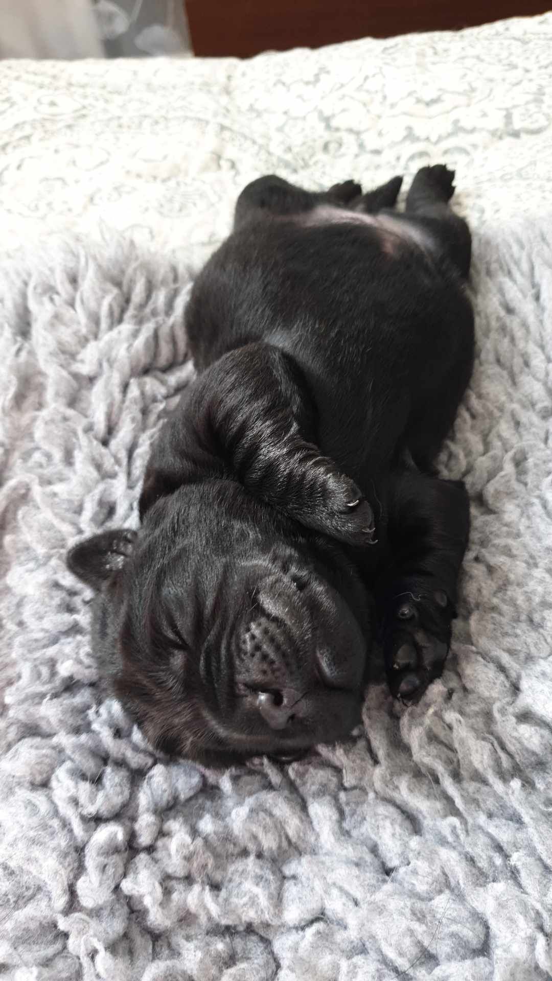 A black puppy is sleeping on its back on a bed.