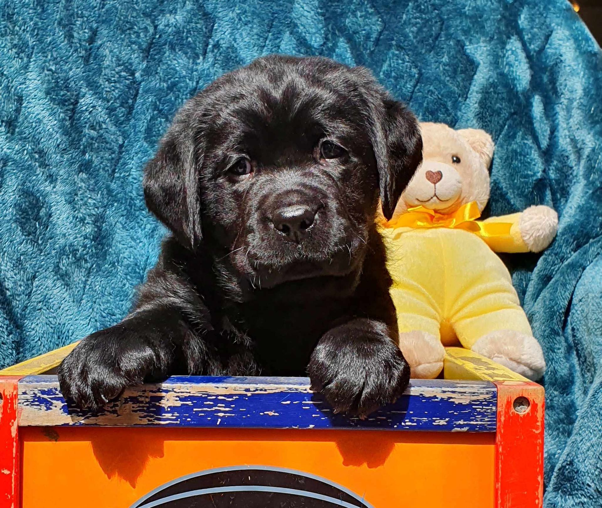 A black puppy is laying on a box next to a teddy bear.