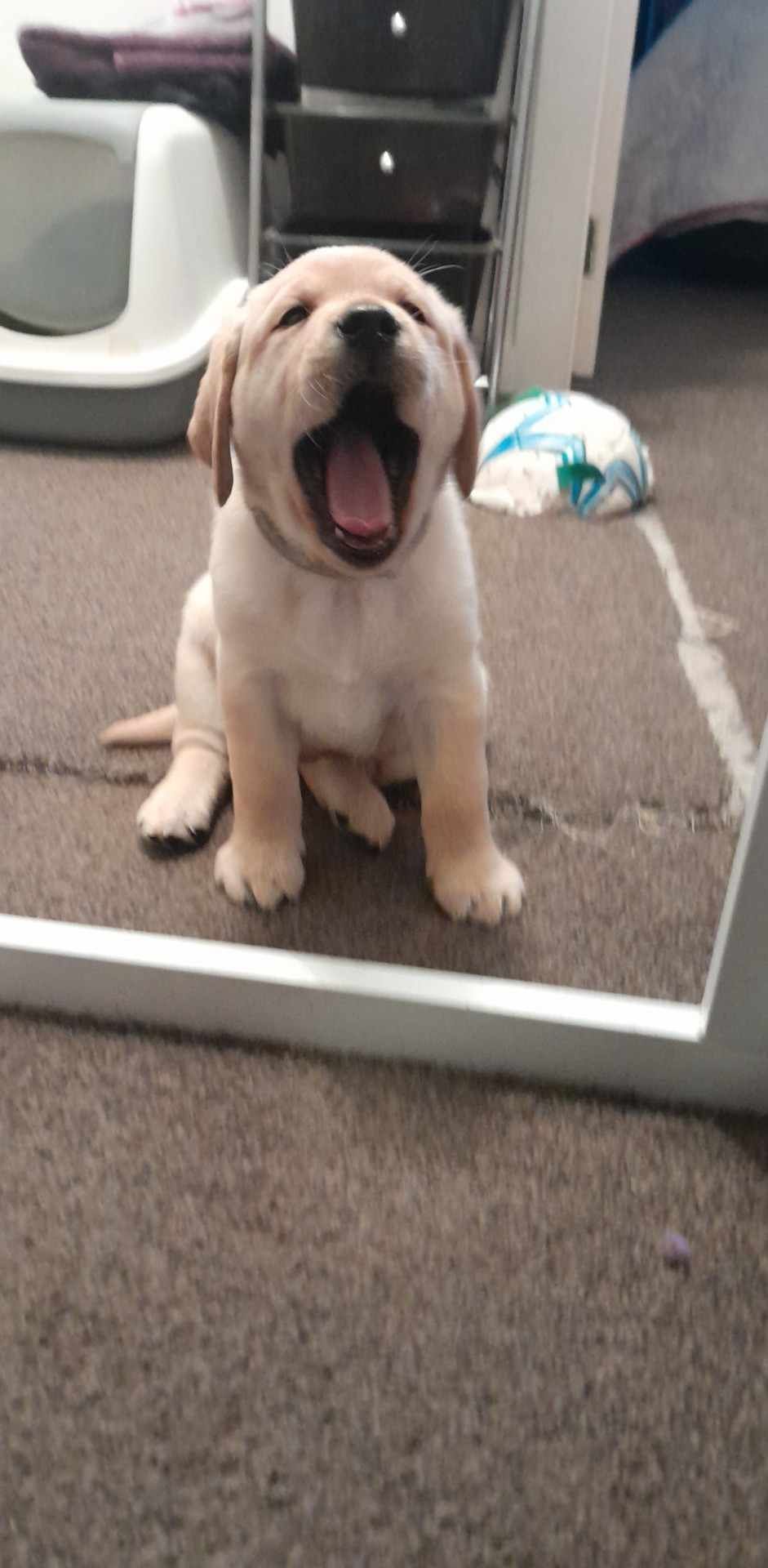 A puppy is sitting in front of a baby gate with its mouth open.