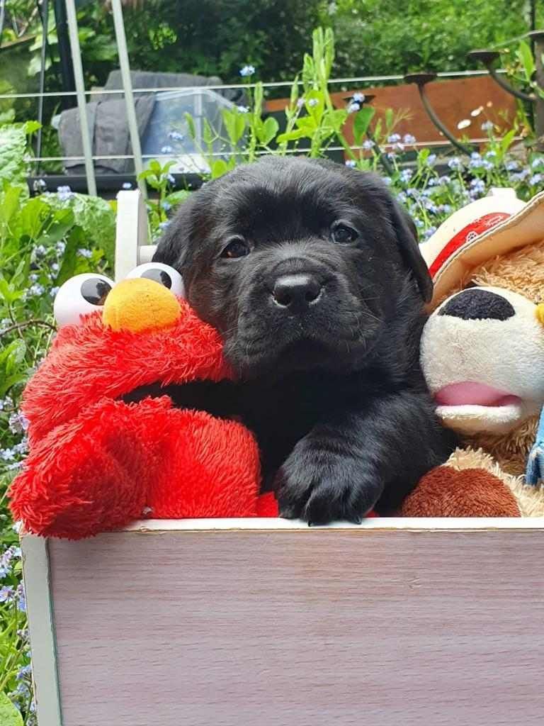 A black puppy is sitting in a box with Elmo stuffed animal.