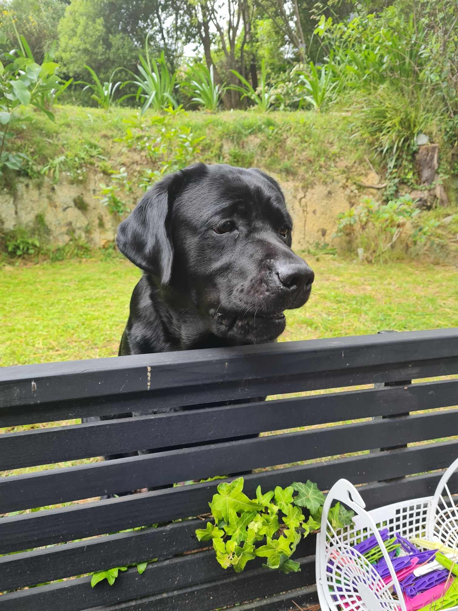Dazzle looking over black fence