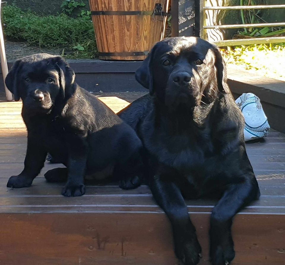 Two black dogs are sitting next to each other on a wooden deck. On the left is Haro (Harlo), on the right is Dazzle (Daz).