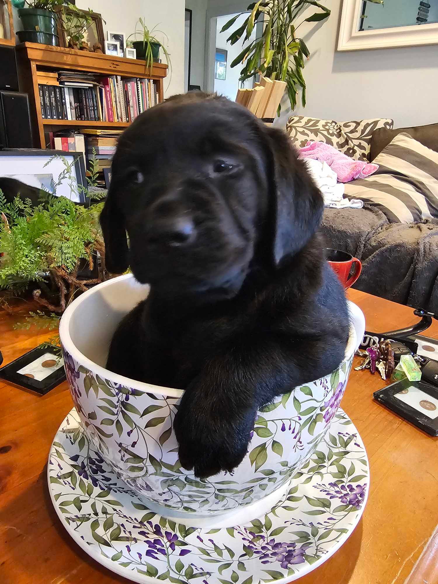 A black puppy is sitting in a cup on a saucer on a table.