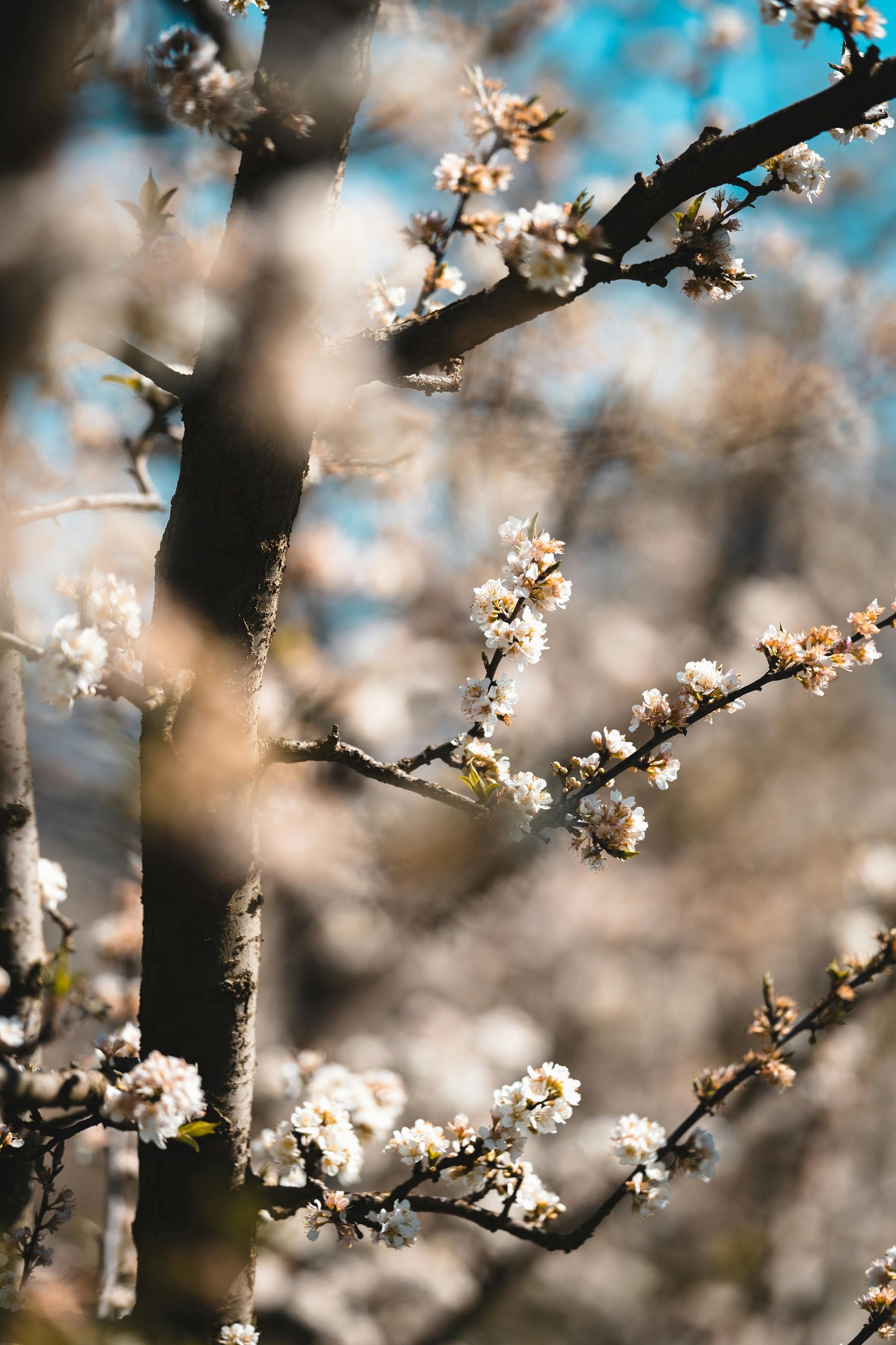 A close up of a tree branch with white flowers on it.