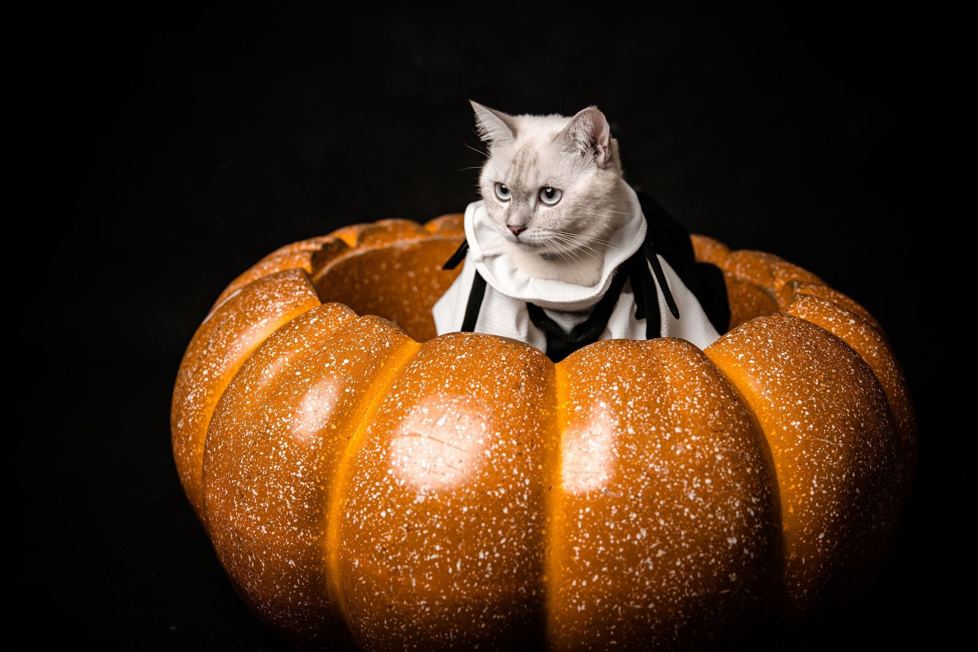 Kitten in pumpkin, a Halloween safety reminder for Millcreek pet owners