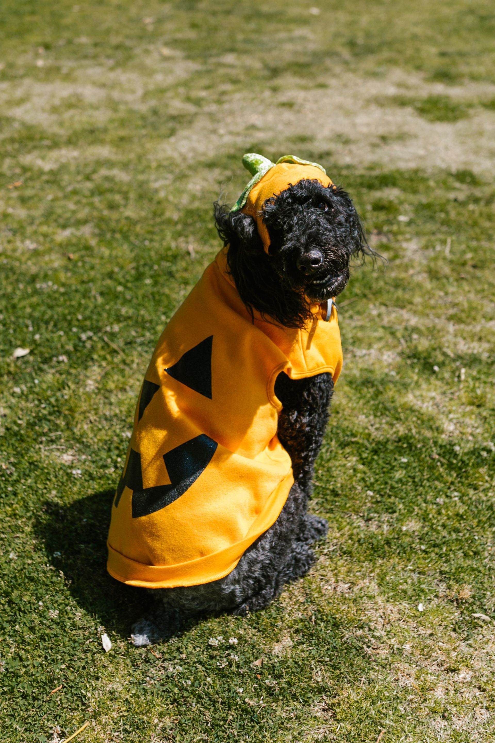 Dog in Halloween costume, a pet safety reminder for Millcreek apartments