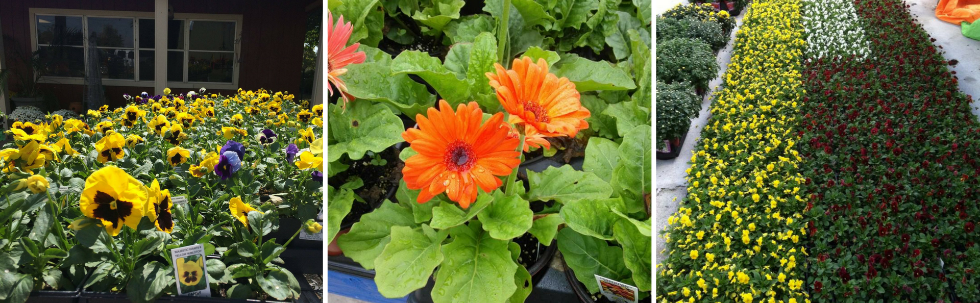 Three flower bed photos: yellow blooms, orange flowers, and a patterned green-red garden display