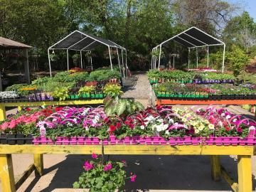 Flower nursery with colorful potted flowers on display tables under white frames outdoors