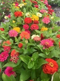 Colorful zinnia flowers blooming in a garden bed, with red, pink, orange, and yellow blossoms among green leaves