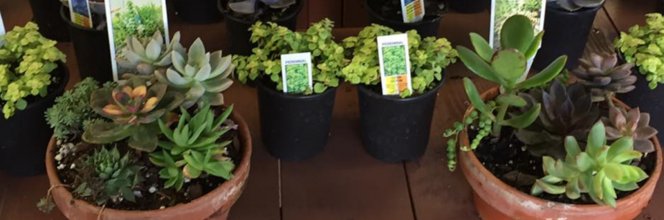 Potted succulents and cacti displayed on a shelf with small plant labels.