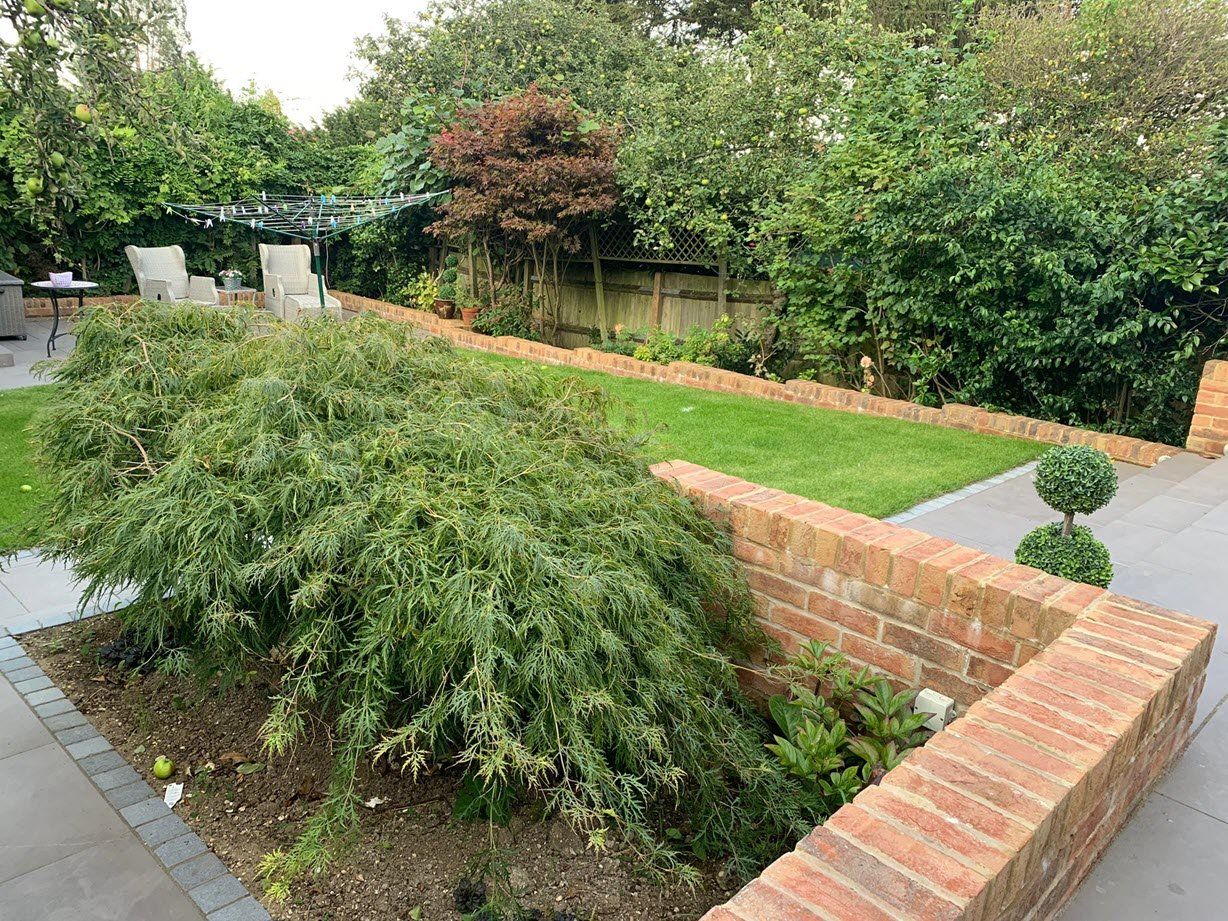 beautiful Acer garden plant