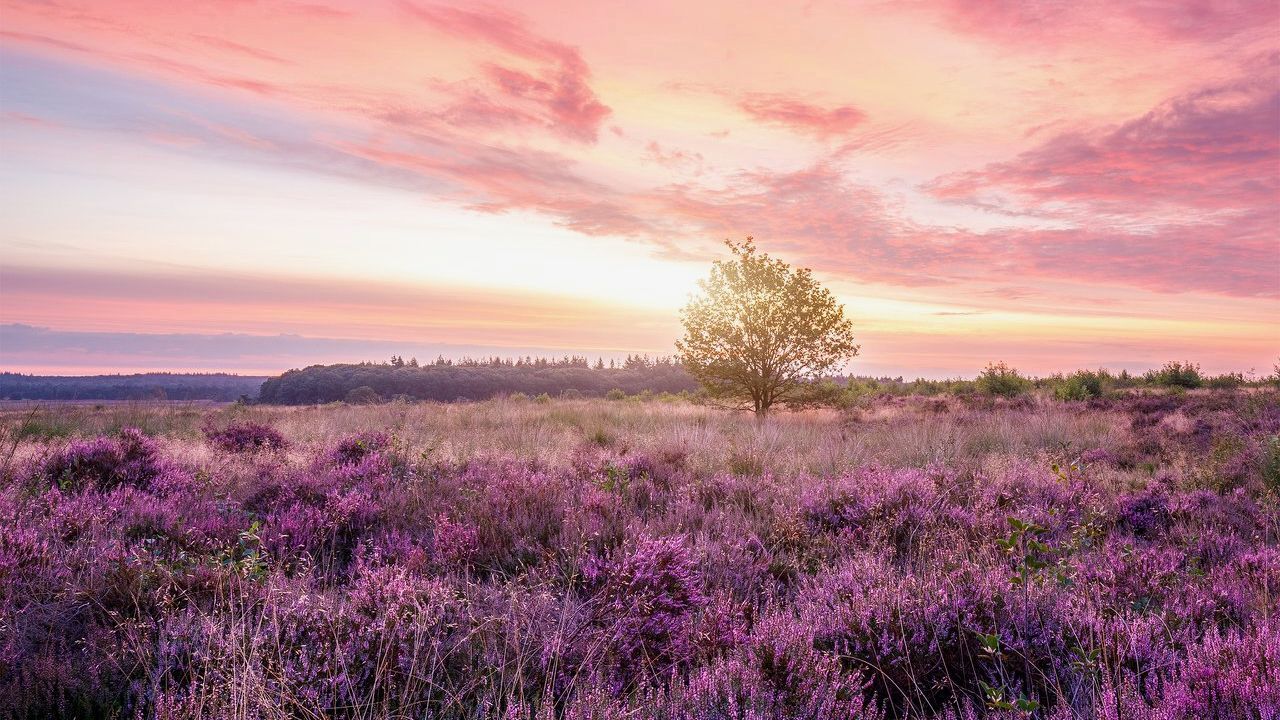 Een levendig paars heideveld onder een zachte roze en oranje zonsondergang, met een enkele boom die zich aftekent tegen het licht.