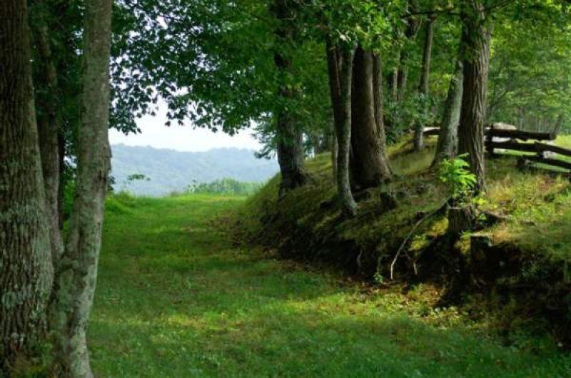 Shaded forest path beside mossy trees, opening to a sunlit green meadow