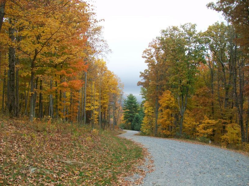 Curving gravel road through autumn forest with orange and yellow leaves