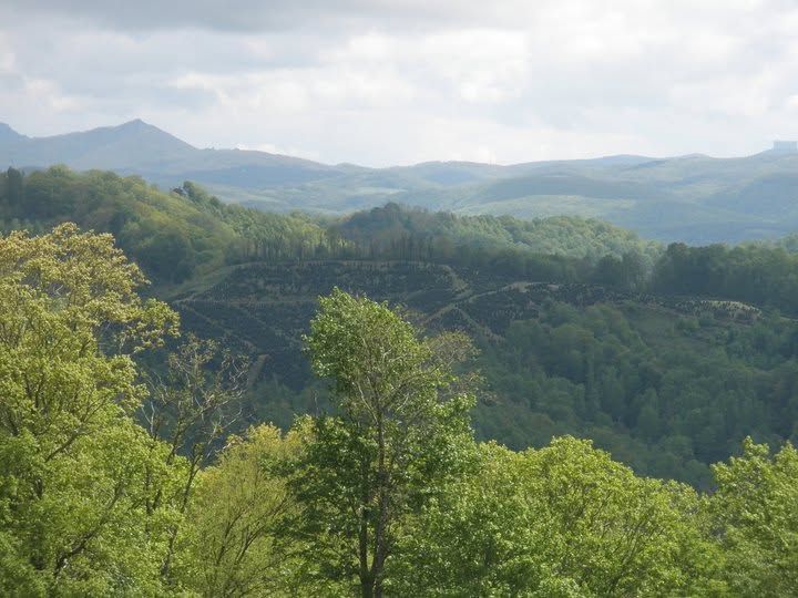 Rolling green forested hills under a hazy sky with distant mountains