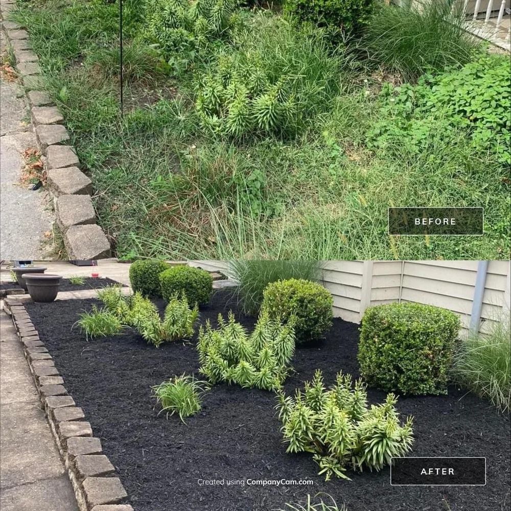 Before-and-after garden makeover: overgrown grass replaced with neat shrubs and black mulch beside a walkway.
