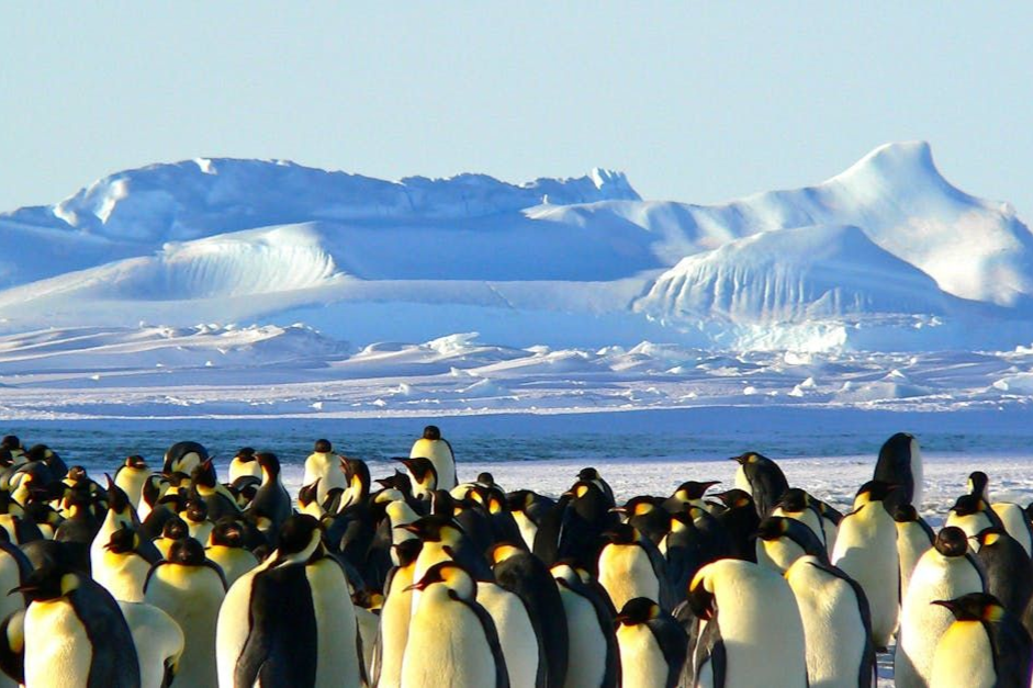 A large group of penguins are standing in the snow