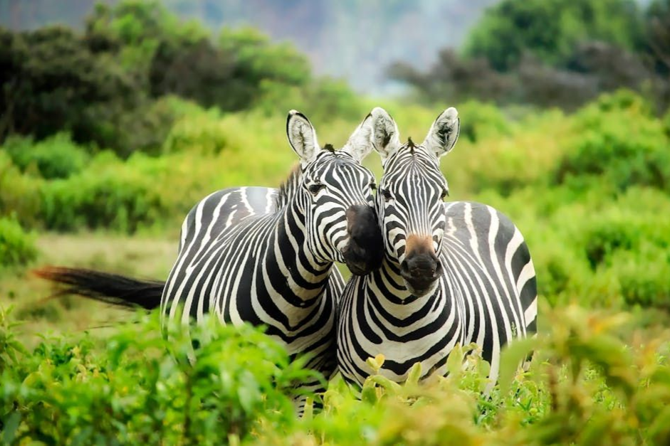 Two zebras are standing next to each other in a field.