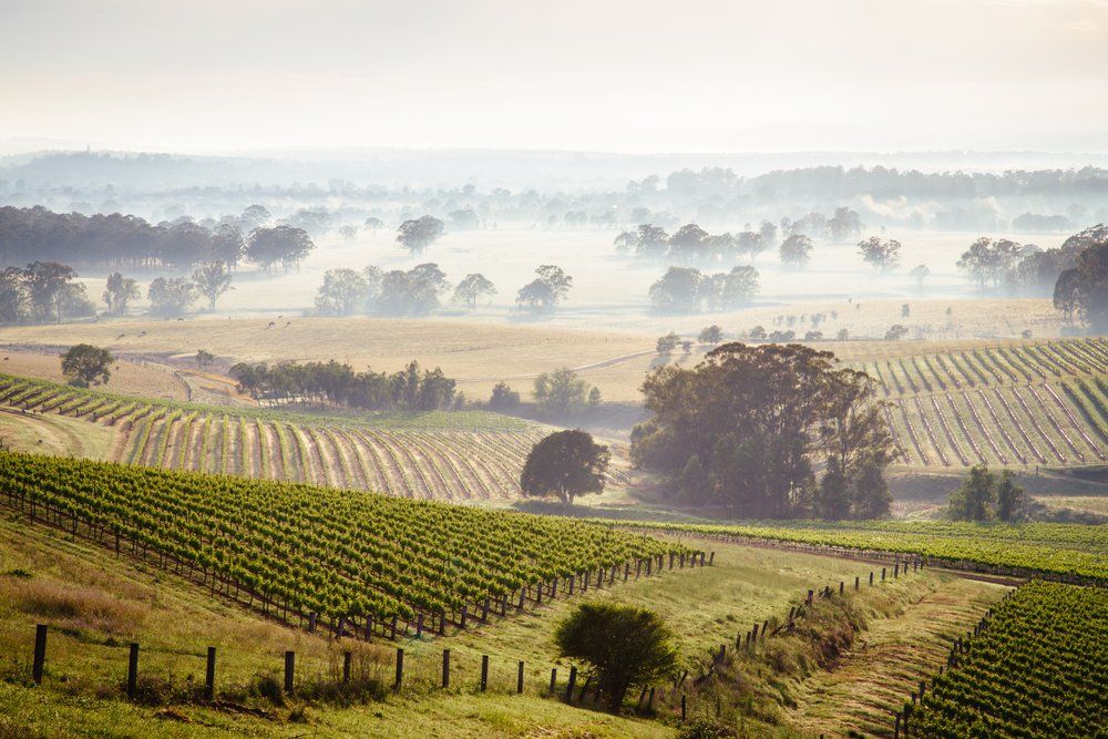Sunrise Over Hunter Valley Vineyards — Enterprise OHS in Hunter Valley, NSW