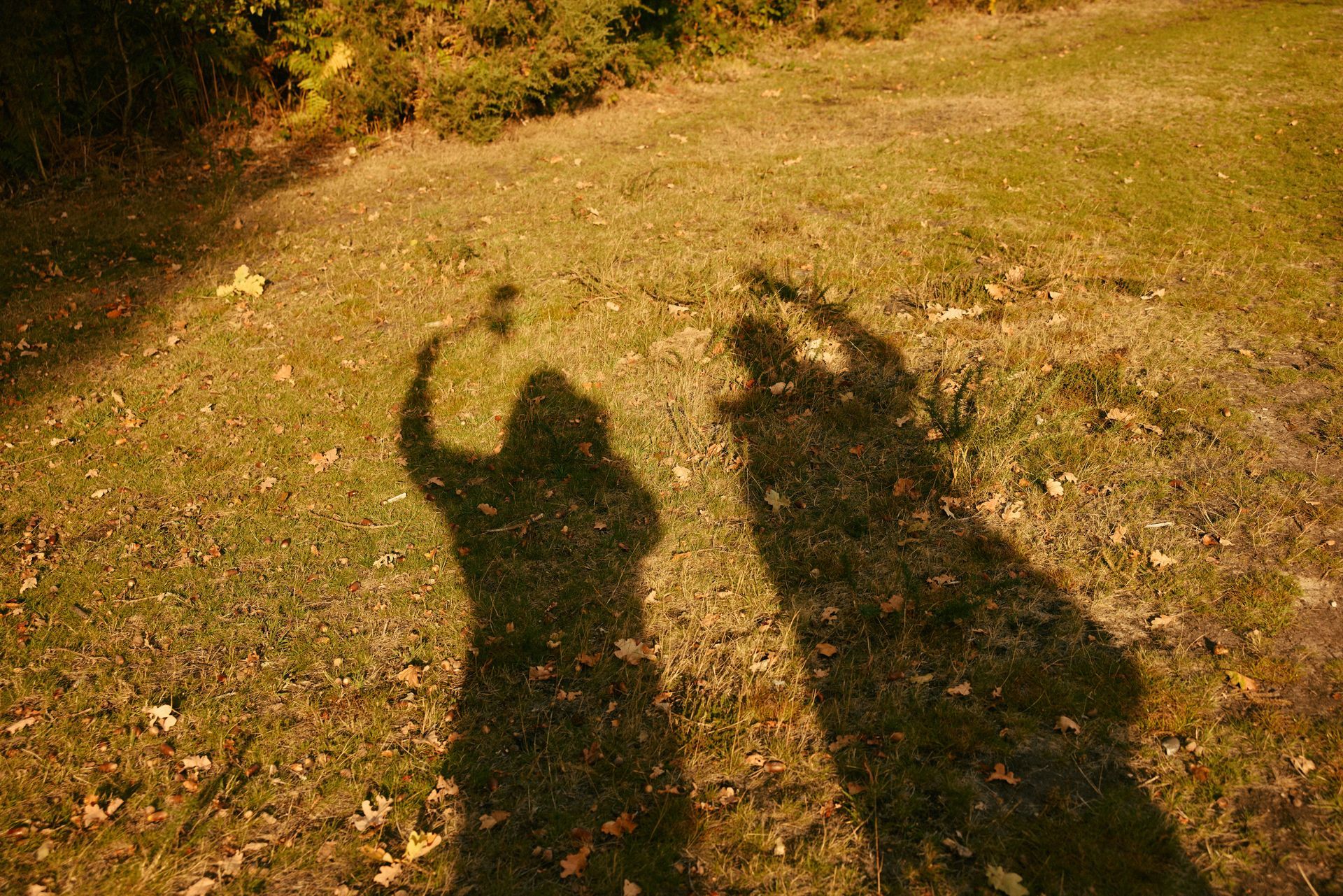 Two people’s shadows waving on a sunlit grassy hillside
