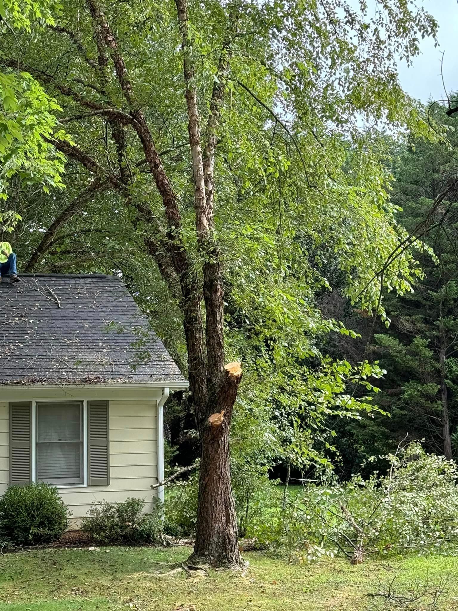 A tree that has been cut down in front of a house.