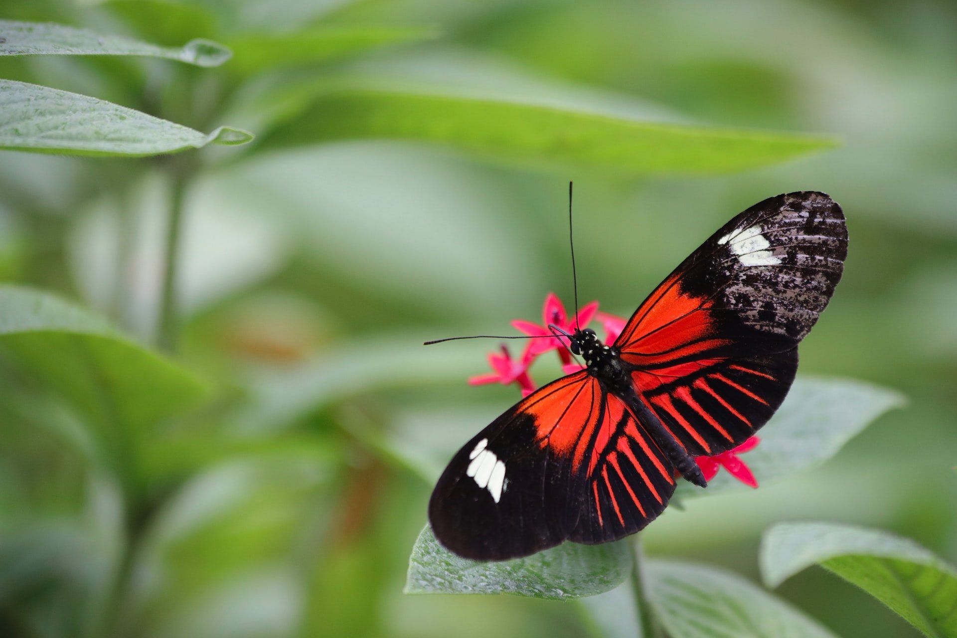 red-admiral-butterfly