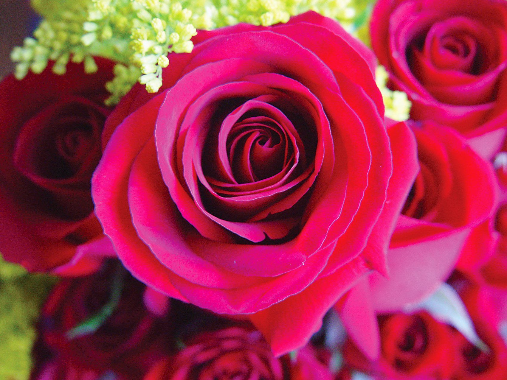 red-roses
