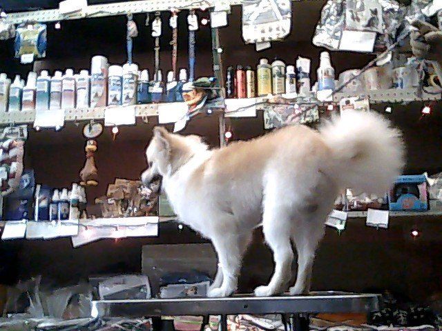A dog is standing on a table in a store