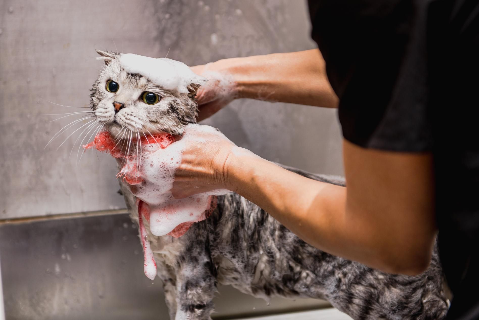 A person is washing a cat with soap and water.