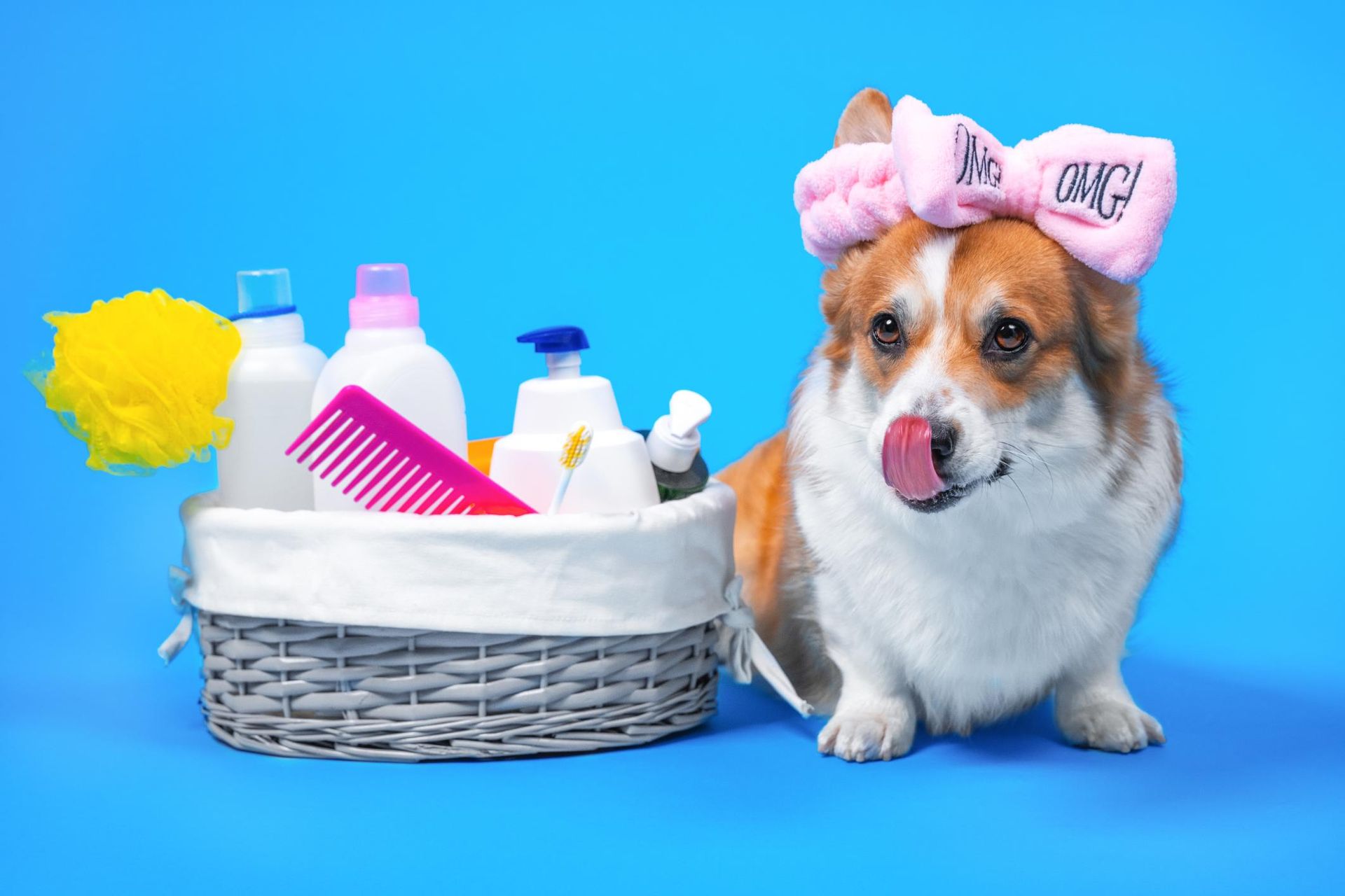A corgi dog wearing a pink headband is sitting next to a basket of grooming supplies.