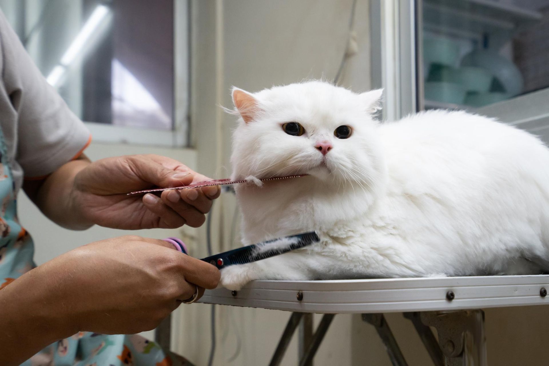 A white cat is being groomed by a person.