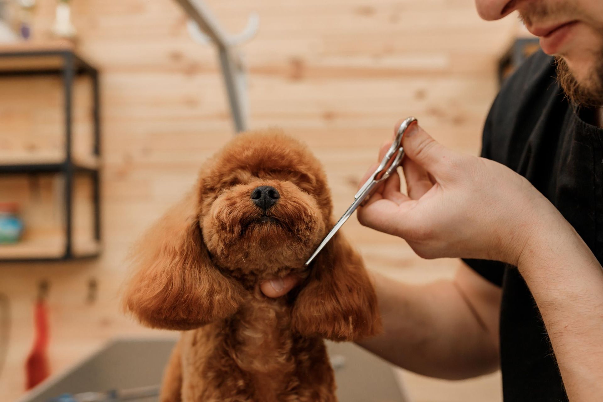 A man is cutting a poodle's hair with scissors.