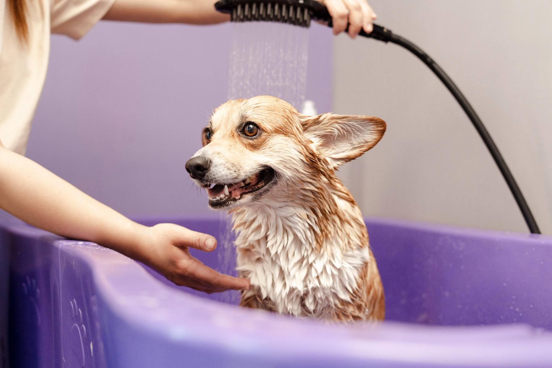 A dog is getting a bath in a purple tub.