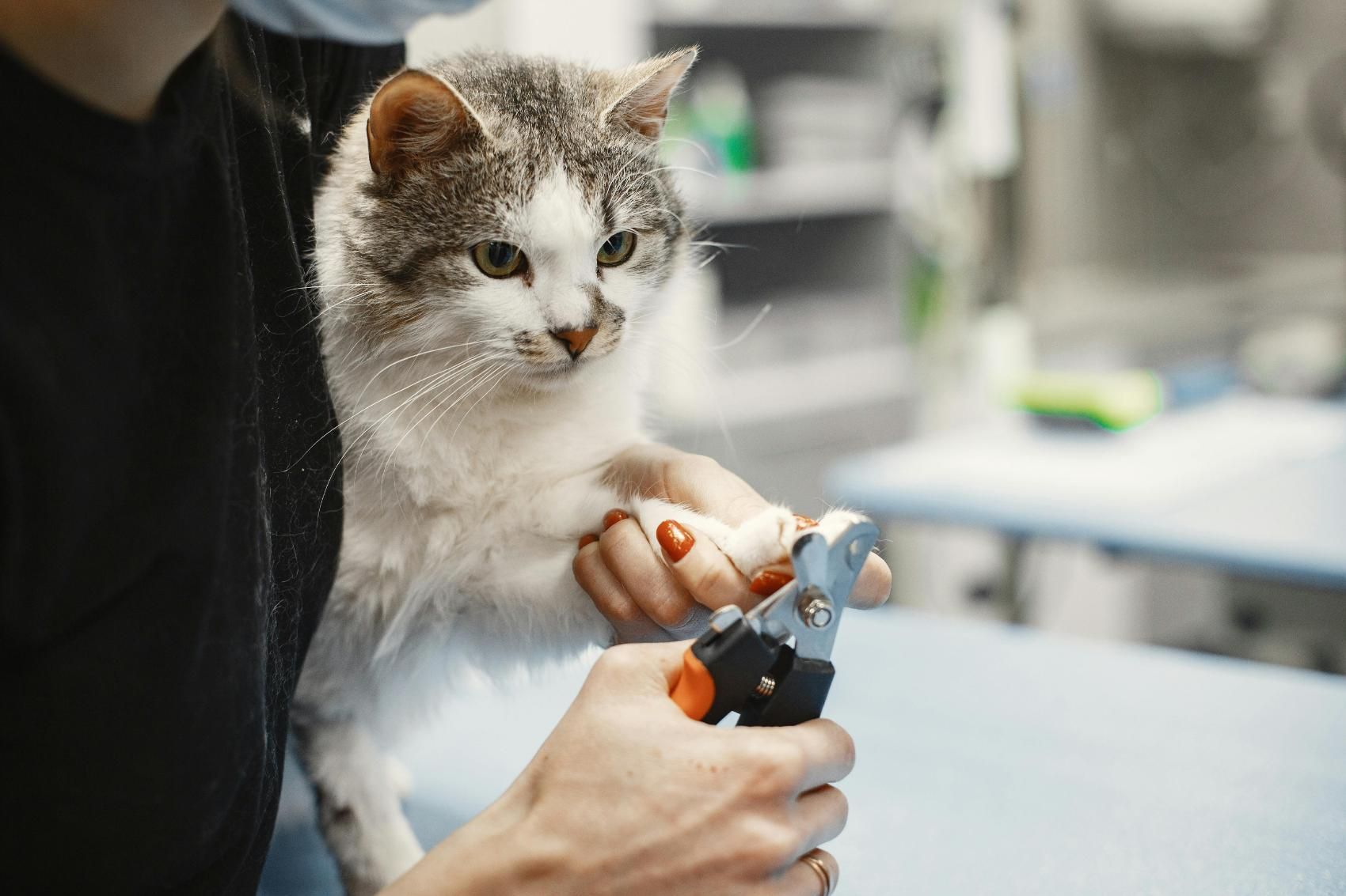 A person is cutting a cat 's nails with a pair of scissors.