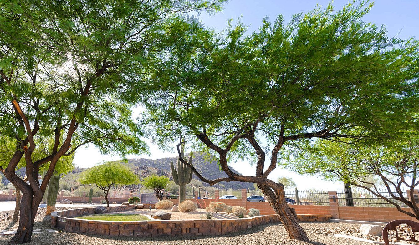 A group of trees in a park with mountains in the background.