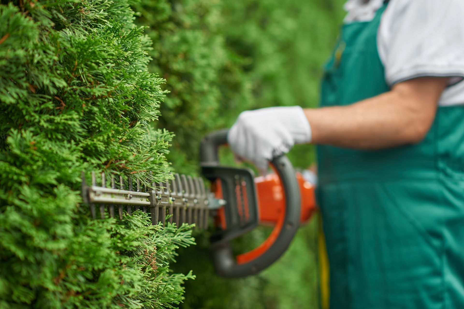 Person wearing gloves uses a hedge trimmer to trim a dense green hedge outdoors.