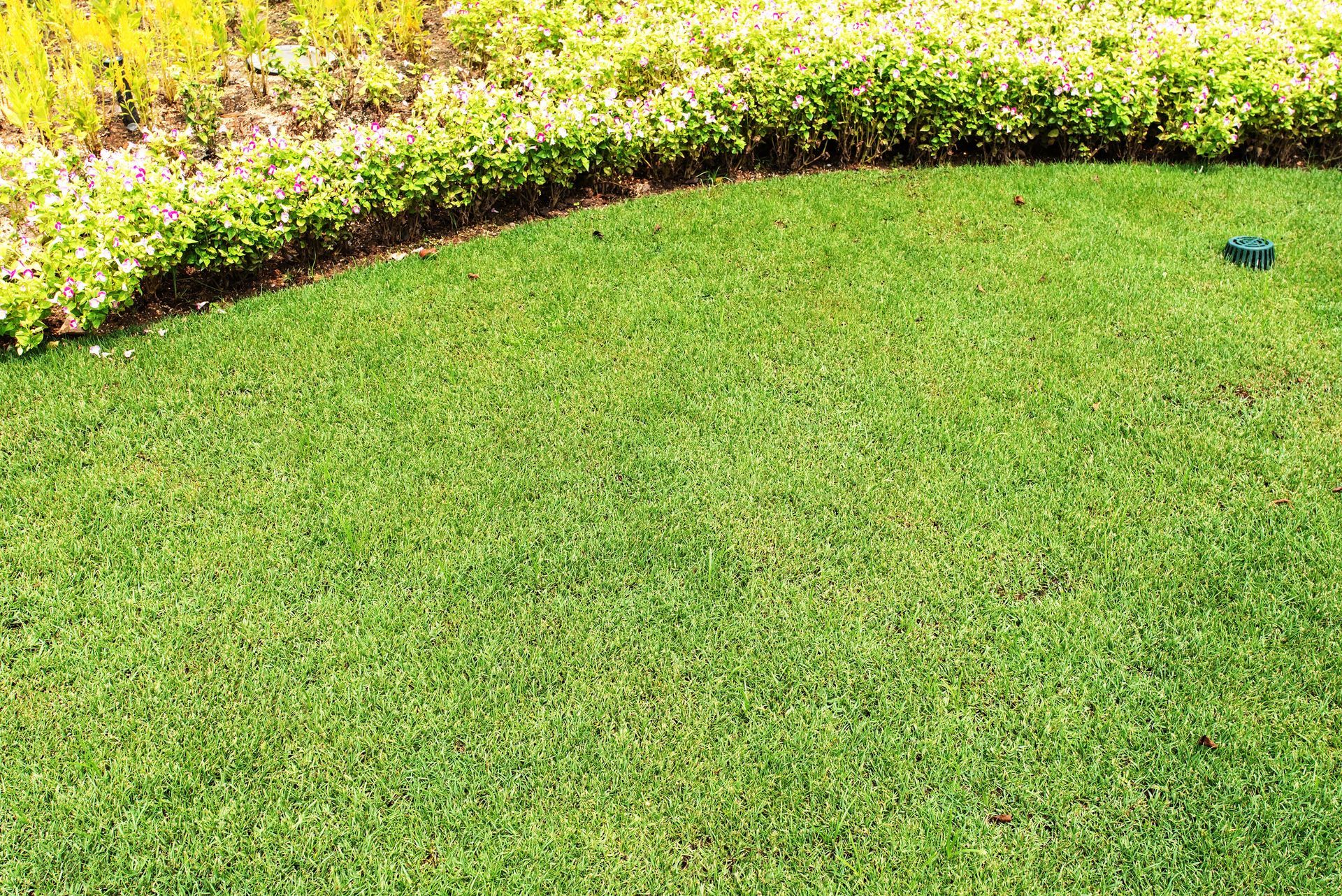 Fresh green lawn with flower border and garden drain in landscaped yard.